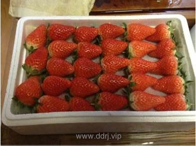 懂懂日记，2013-01-03：卖草莓喽，卖草莓喽！